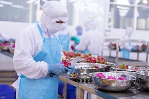 Dù đánh giá thị trường nội địa đầy tiềm năng nhưng các doanh nghiệp vẫn gặp khó ở ngay sân nhà. Trong ảnh: Doanh nghiệp sản xuất trái cây để xuất khẩu đi châu Âu.