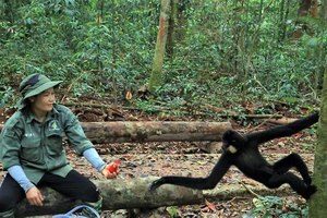 Thời gian đầu sau khi tái thả, chị Gái mang thức ăn vào rừng để cung cấp thêm cho các động vật.