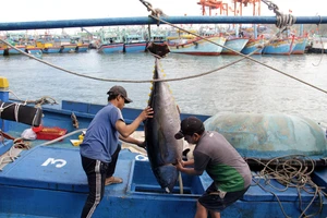 Các tàu của ngư dân đánh bắt xa bờ dài ngày tại các ngư trường Hoàng Sa, Trường Sa, chủ yếu khai thác cá ngừ đại dương, cá ngừ sọc dưa, cá ngừ bò.