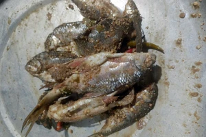 Món cá muối ủ chua của đồng bào vùng cao Quảng Nam (trong ảnh là cá niên ủ chua).