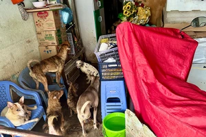 Đàn chó do hộ bà T nuôi trong nhà.