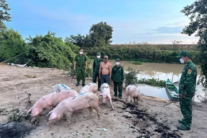 Đồn biên phòng Sông Trăng tạm giữ một người Campuchia đã vận chuyển bảy con heo nhập lậu từ Campuchia vào Việt Nam.