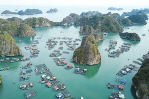 Một góc khu vực nuôi cá lồng bè trên biển tại huyện Cát Hải.