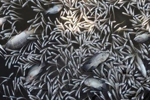  Hà Nội: Cá chết trắng xóa Hồ Tây, vì sao?