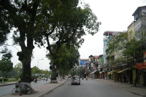 Gần 500 cây cổ thụ phải di dời để mở rộng đường 