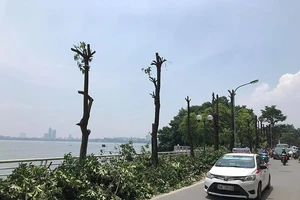 Hà Nội trồng 96 cây hoa sữa ở bãi rác Nam Sơn để át mùi hôi