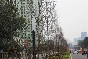 Hà Nội thay cây xanh héo lá sau hai năm thử nghiệm