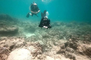 Chuyên gia đề xuất tạm dừng dịch vụ lặn biển ở Nha Trang để bảo vệ rạn san hô