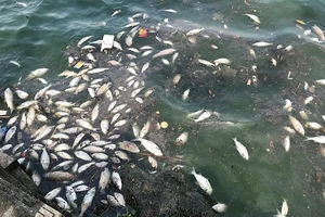 Gần 1 tấn cá chết ở Hồ Tây, địa phương kiến nghị quan trắc nước hồ