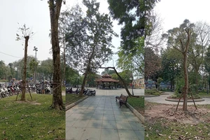 Quận Hoàn Kiếm lên tiếng về việc chuyển cây xanh ở vườn hoa Lý Thái Tổ