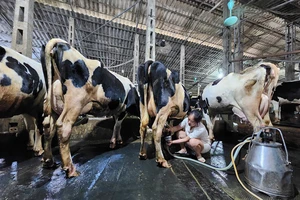 Huyện Ba Vì, Hà Nội kiến nghị xử lý mạng xã hội thông tin sai khiến nhiều hộ nuôi bò sữa lao đao