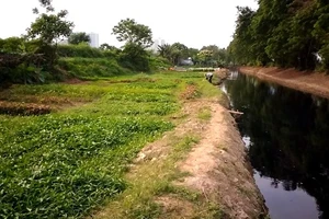 Rau xanh trồng bằng nước đen ngòm, bốc mùi hôi thối