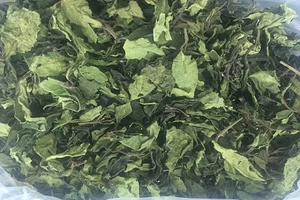 Bắt 2,5 tấn ma túy 'lá khat' cực độc tại Việt Nam