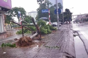Cây mới trồng trên đường Nguyễn Chí Thanh đua nhau bật gốc sau bão