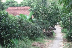 'Ngáo đá', đâm mẹ tử vong, cha trọng thương