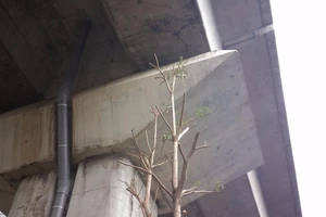 Độc nhất vô nhị: Trồng cây dưới… gầm đường sắt