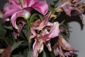 Mua phải hoa ly ướp lạnh, nhiều người 'méo mặt' dịp Tết