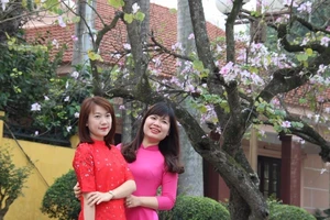 Thiếu nữ Hà thành đẹp mê mẩn bên hoa ban Tây Bắc