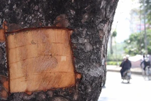 Hàng loạt cây xà cừ bị lột vỏ để… chữa bệnh ngứa?