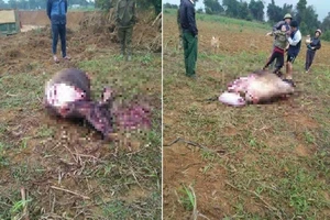 Táo tợn trộm trâu đang mang thai rồi chặt toàn bộ đùi