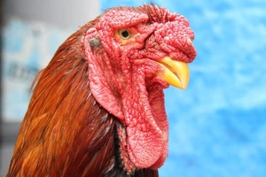 Vụ gà Đông Tảo chết hàng loạt: Bộ NN&PTNT vào cuộc