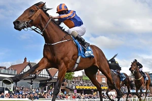 Hướng dẫn cá cược đua ngựa, đua chó và bóng đá