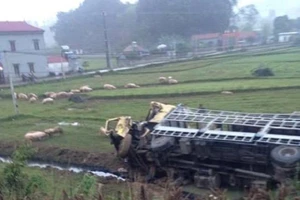 Xe tải lật nhào, heo tràn ra ruộng