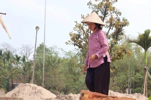 Chặt cả trăm cây xanh để dẹp vỉa hè