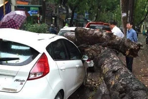 Cây xanh đổ trong mưa, đè ô tô tại Hà Nội 