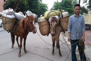 Dùng ngựa thồ hàng chục bao tải quả thuốc phiện