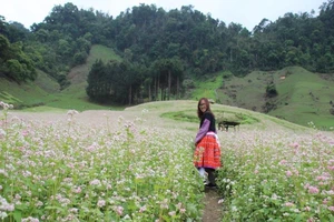 Say lòng hoa tam giác mạch cuối mùa xứ Tây Bắc