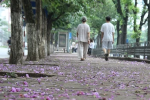 Hà Nội mộng mơ với sắc tím bằng lăng