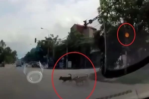 'Phát cuồng' với 3 chú chó đợi đèn đỏ mới sang đường