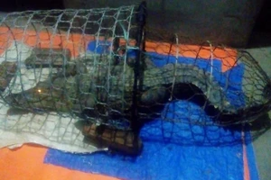 Hà Nội: Tung lực lượng truy tìm cá sấu trên sông Tích