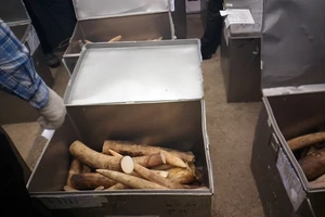 Phó Thủ tướng chỉ đạo điều tra vụ cán bộ tráo ngà voi