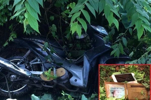 Thanh niên ngã xe, chui luôn vào bụi chuối ngủ