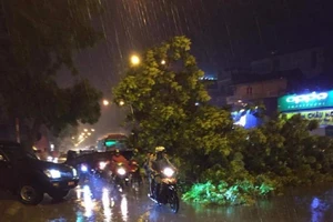 Xà cừ cổ thụ bật gốc chắn ngang đường Phạm Văn Đồng