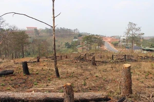 Bộ Công an: 'Xử' bảo kê, lấn chiếm đất rừng Tây Nguyên