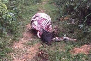 Trộm trâu, xẻo hết thịt rồi vứt giữa đồi