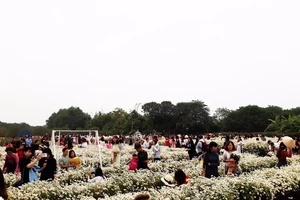 'Biển người' đi ngắm cúc họa mi, nhà vườn thu bạc tỉ