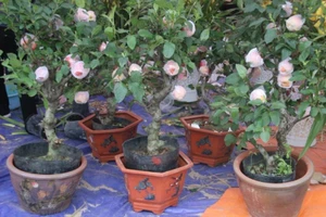 Táo bonsai 7 triệu đồng/cây, đua nhau mua về chơi Tết