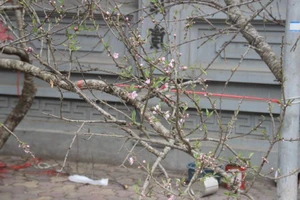 Hoa đào rừng đổ về khoe sắc khắp phố phường Hà Nội