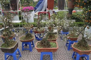 15 triệu 1 cây nhất chi mai, nhà giàu 'xả ví' chơi Tết