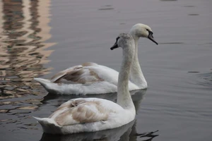 Cận cảnh 12 con thiên nga 'nhọc nhằn' tại Hà Nội