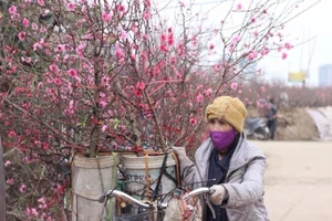 Làng đào lớn nhất Hà Nội hối hả ngày cận Tết