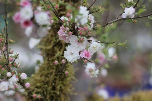 Cận cảnh 'lão' nhất chi mai ai nhìn cũng phải trầm trồ