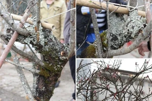 Những cây cảnh Tết giá 'trên trời' dành cho 'đại gia'