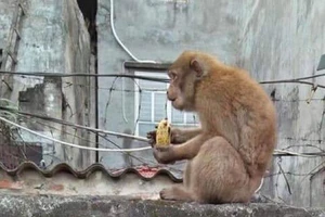 Khỉ hoang 'đại náo' nhà dân