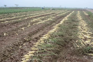 Củ cải rớt giá thảm, nông dân vứt bỏ trắng cánh đồng