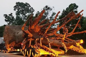 Giao Bộ Công an điều tra vụ cây khủng trên quốc lộ